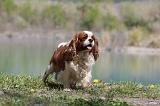 CAVALIER KING CHARLES 666